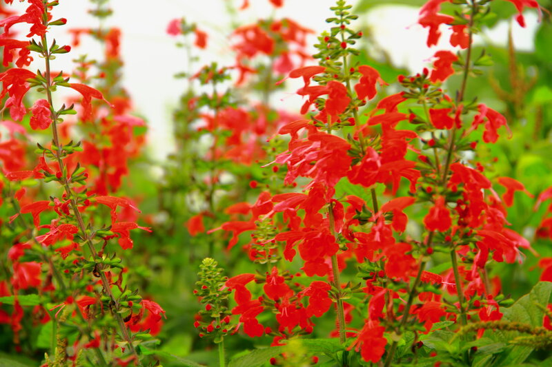 Red Salvia Flowers — Vibrant, Summer