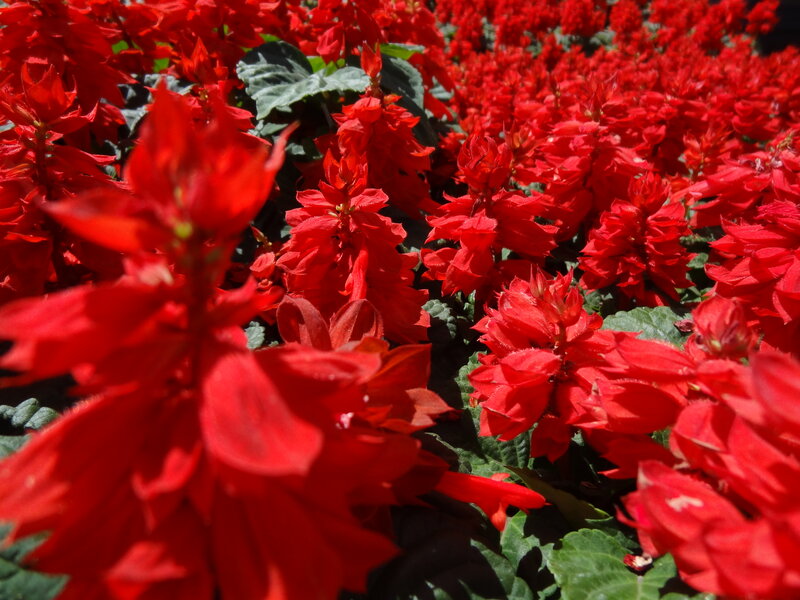 Red Salvia Flowers — Vibrant