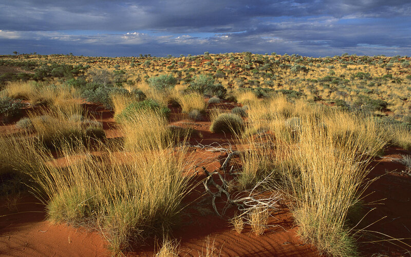 Red Sand Dunes with Grass