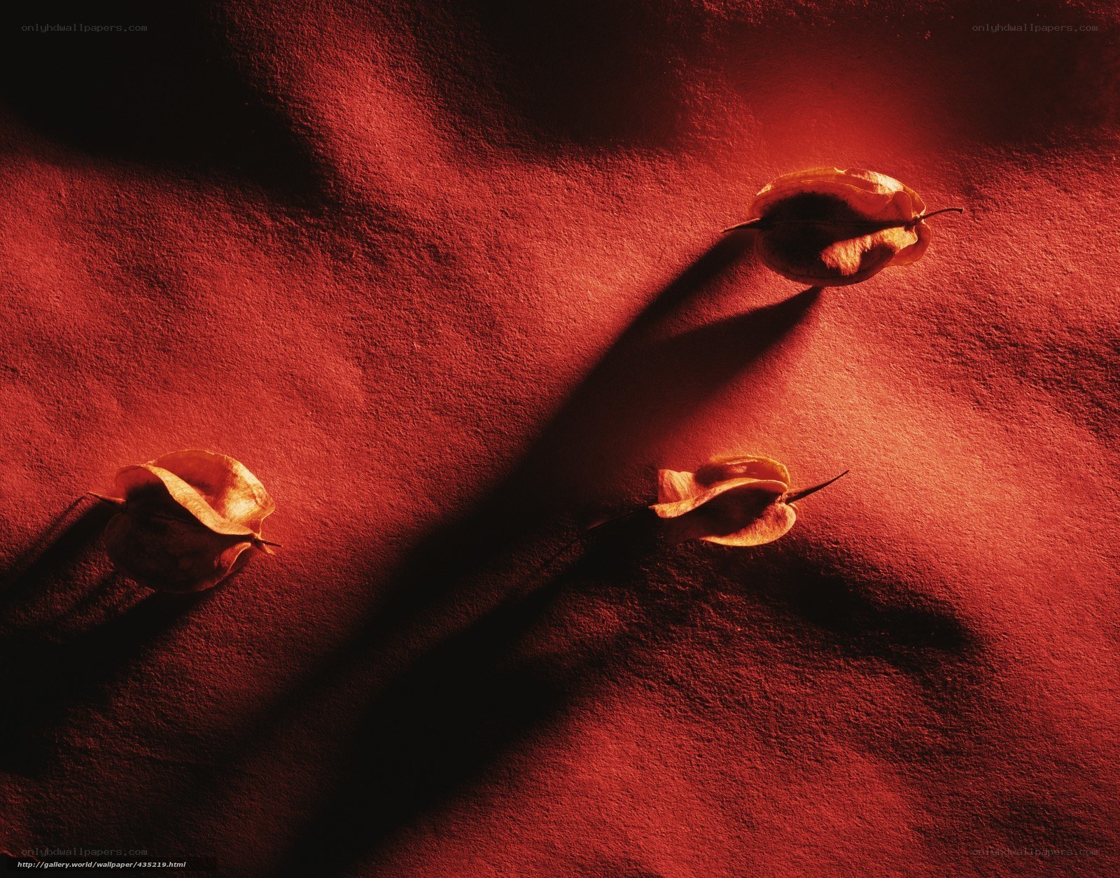 Red sand with seed pods