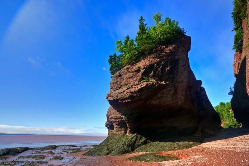Red sandstone sea stack with trees