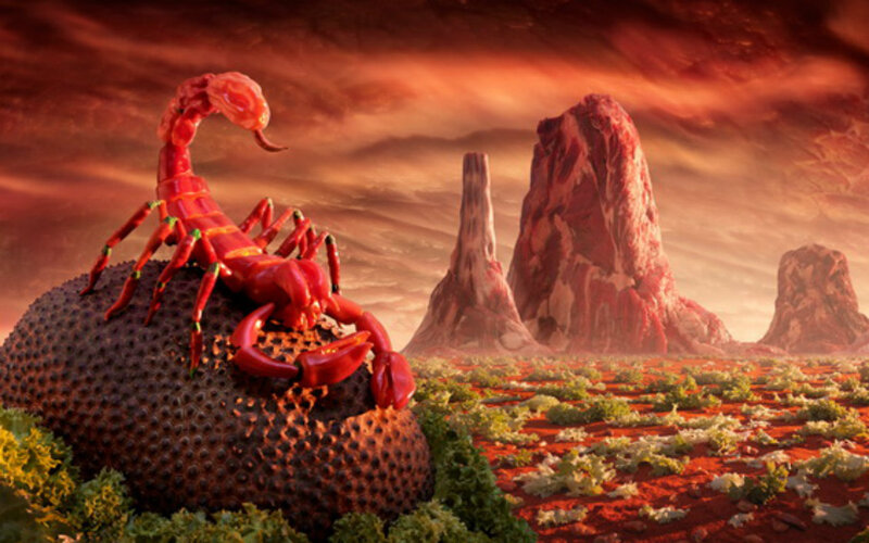 Red Scorpion on Rock