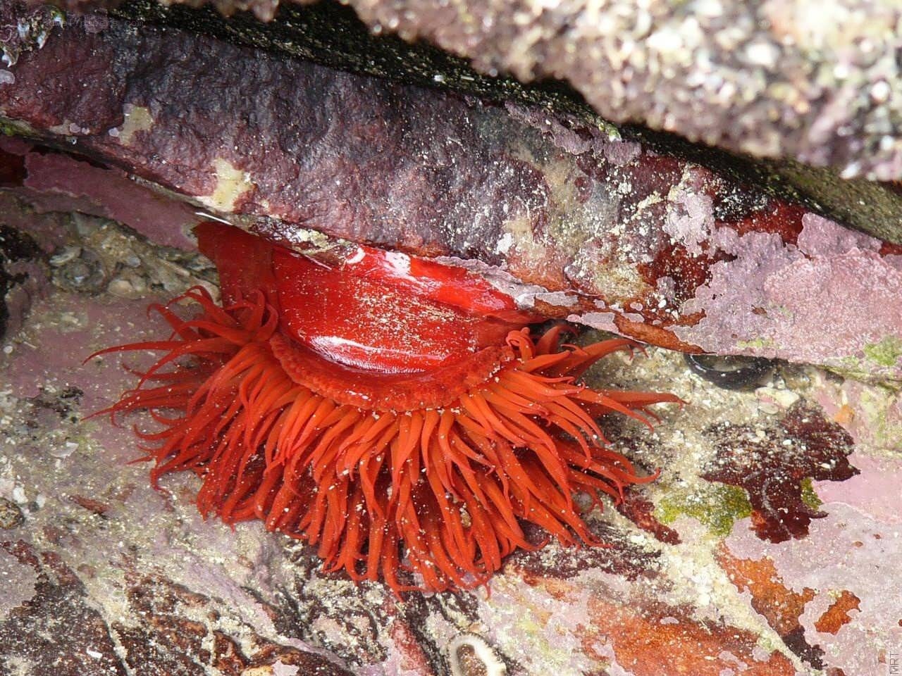 Red sea anemone on rock