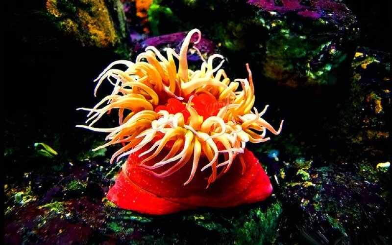 Red Sea Anemone