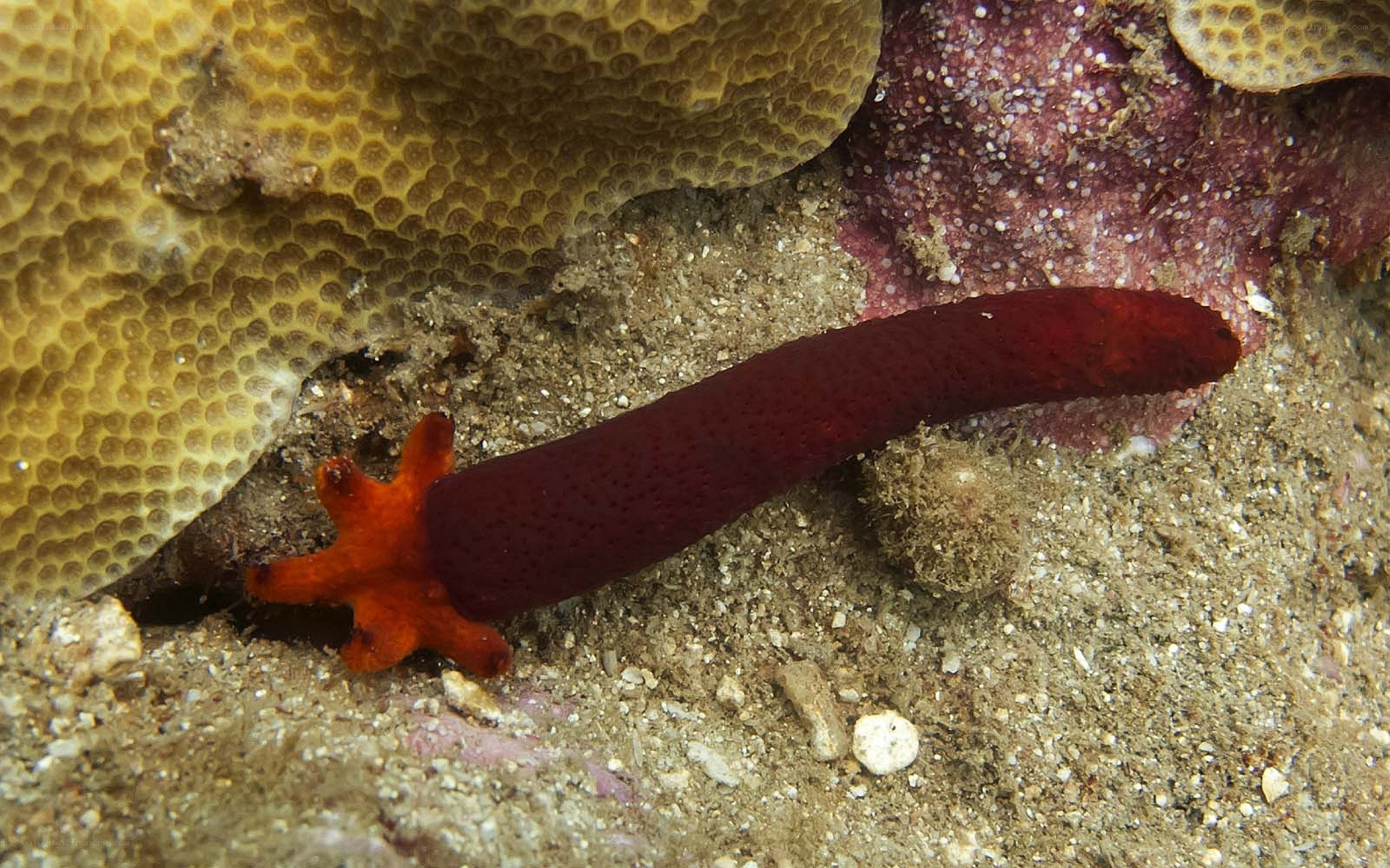 Red sea cucumber on coral reef