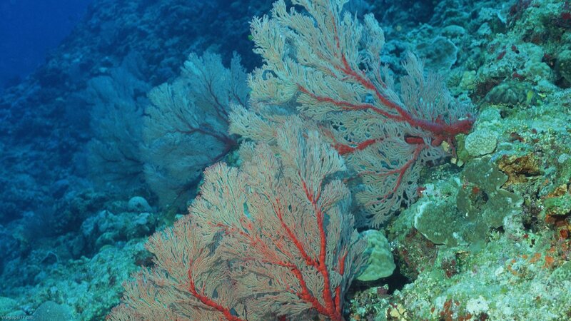 Red Sea Fan Coral — Blue