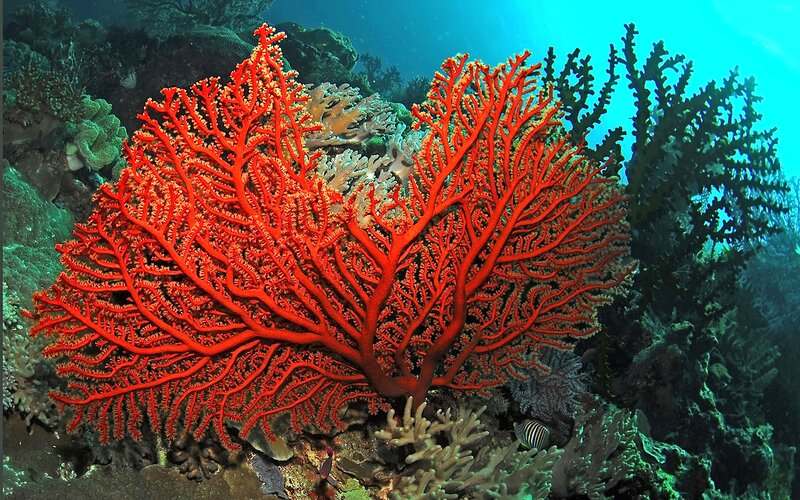 Red Sea Fan Coral — Serene