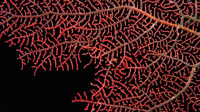 Red sea fan coral
