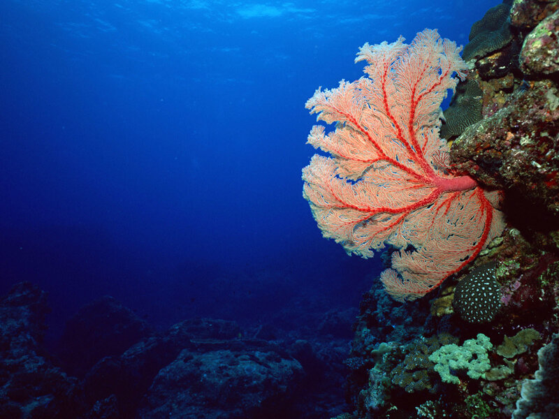 Red sea fan coral underwater