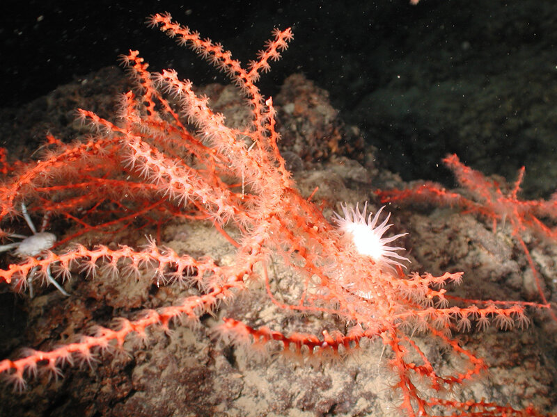 Red sea fan coral underwater