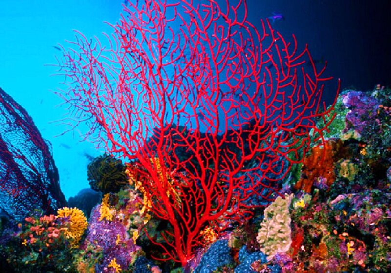 Red Sea Fan Coral — Vibrant