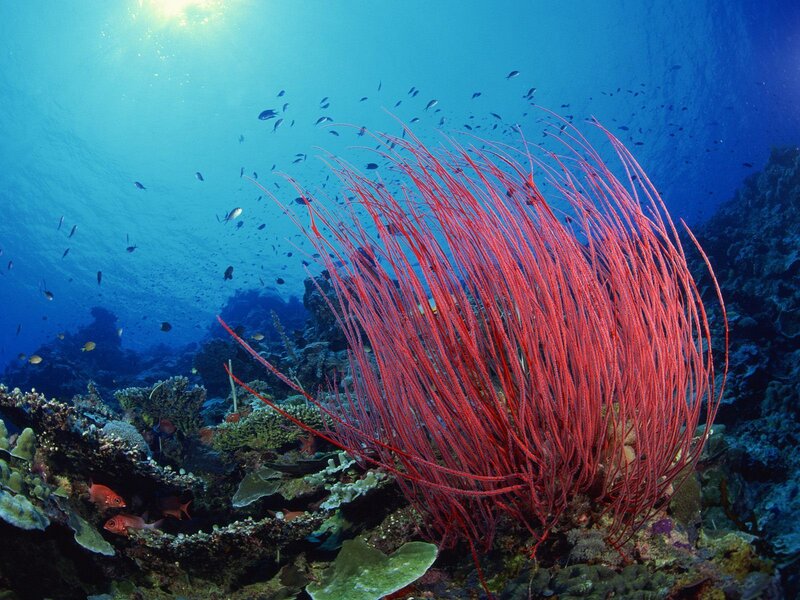 Red sea fan on coral reef