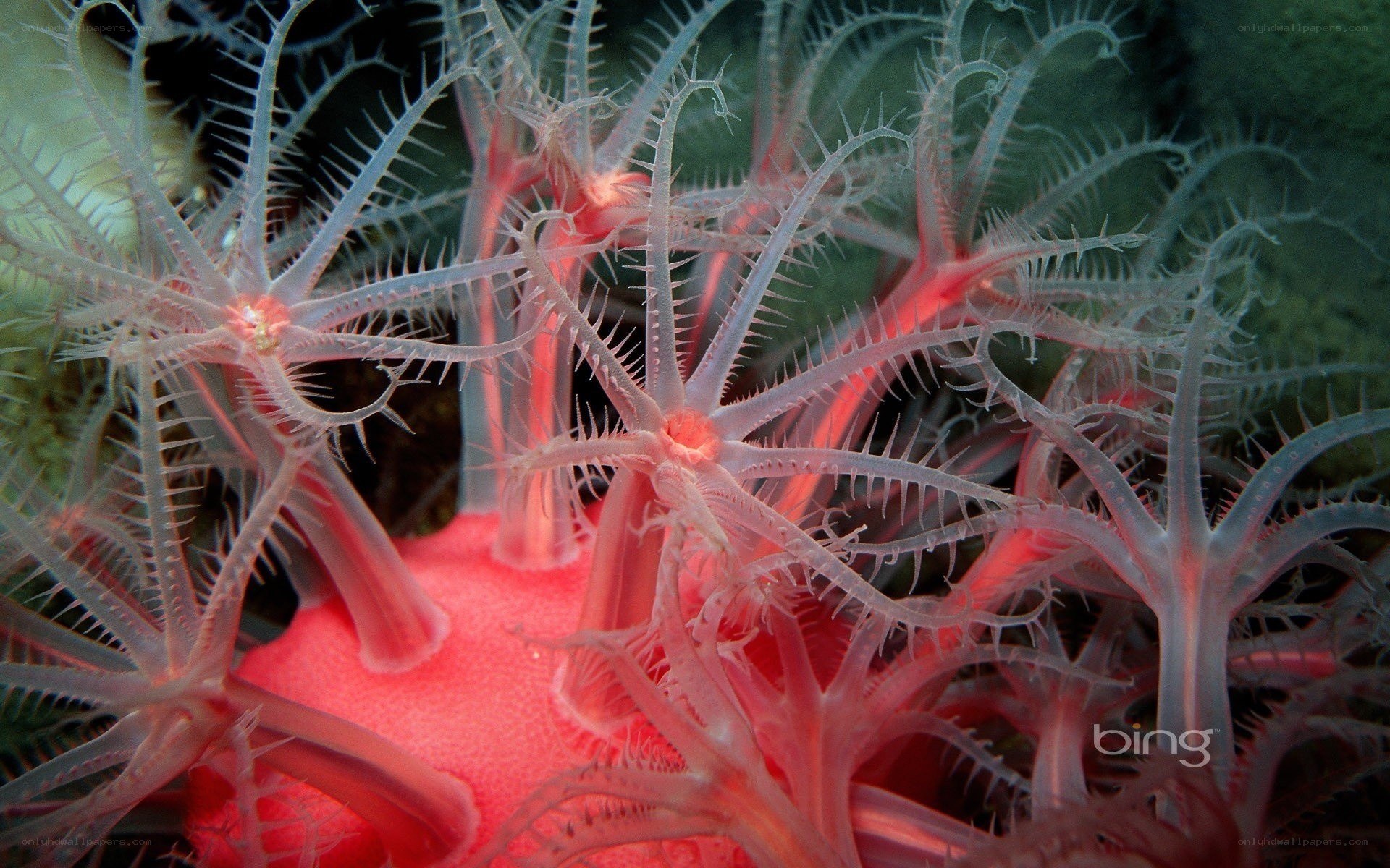 Red sea lilies in the deep