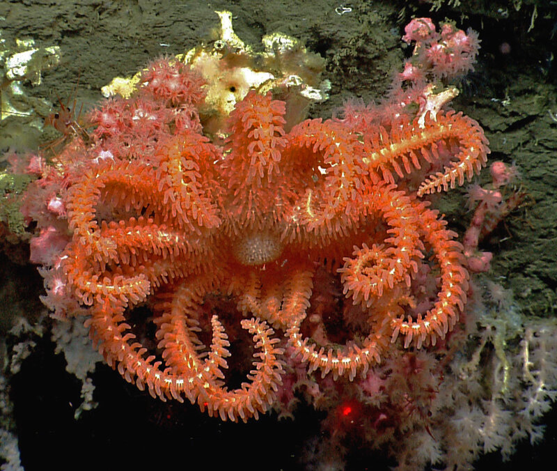 Red Sea Lily
