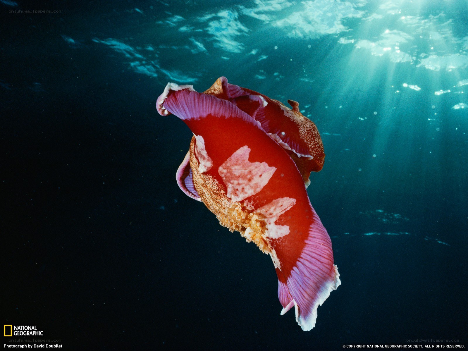 Red sea slug in sunlight