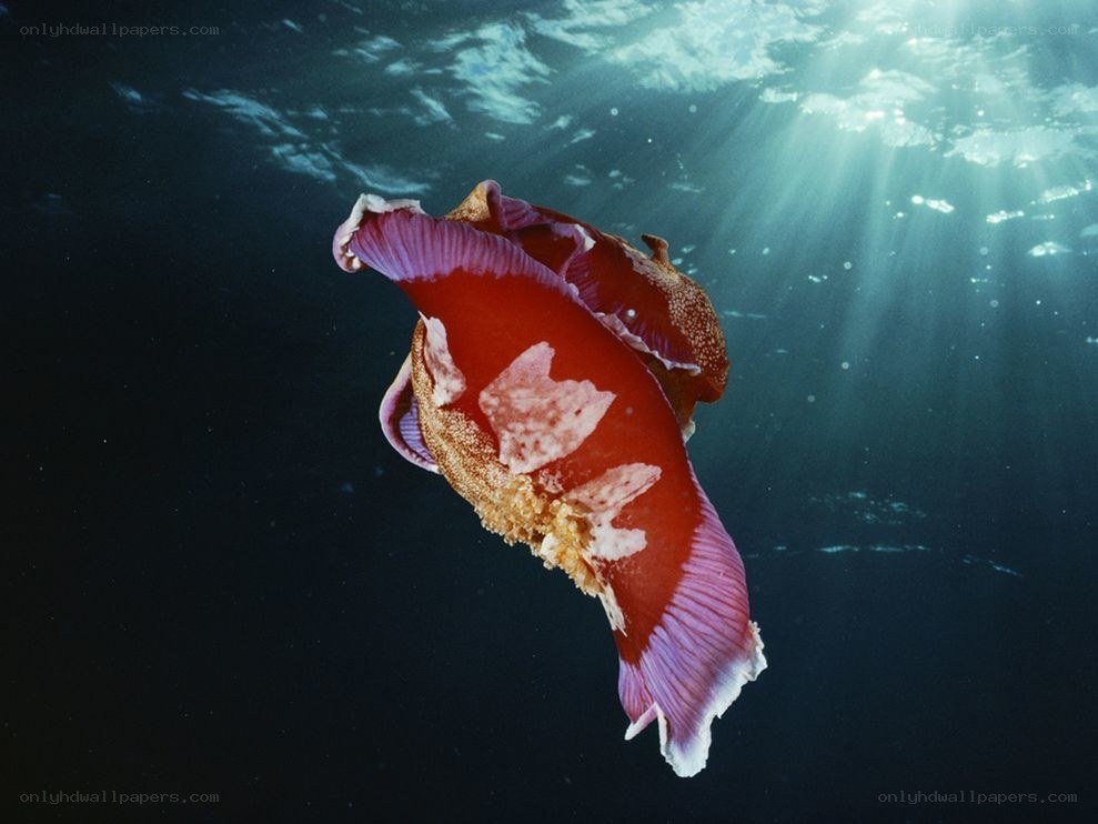 Red sea slug in sunlight