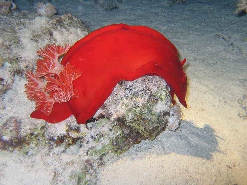 Red Sea Slug on Rock