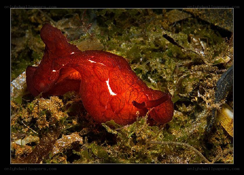 Red sea slug on the ocean floor