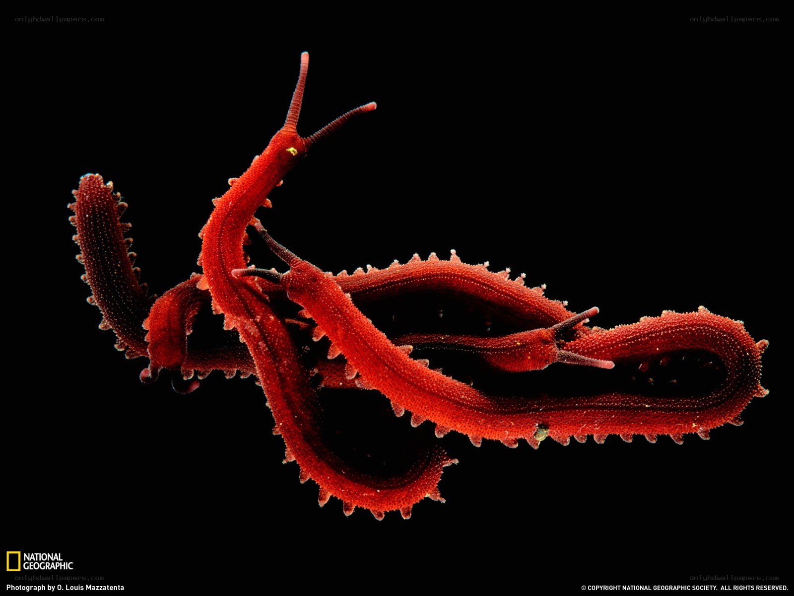 Red sea slugs in mating