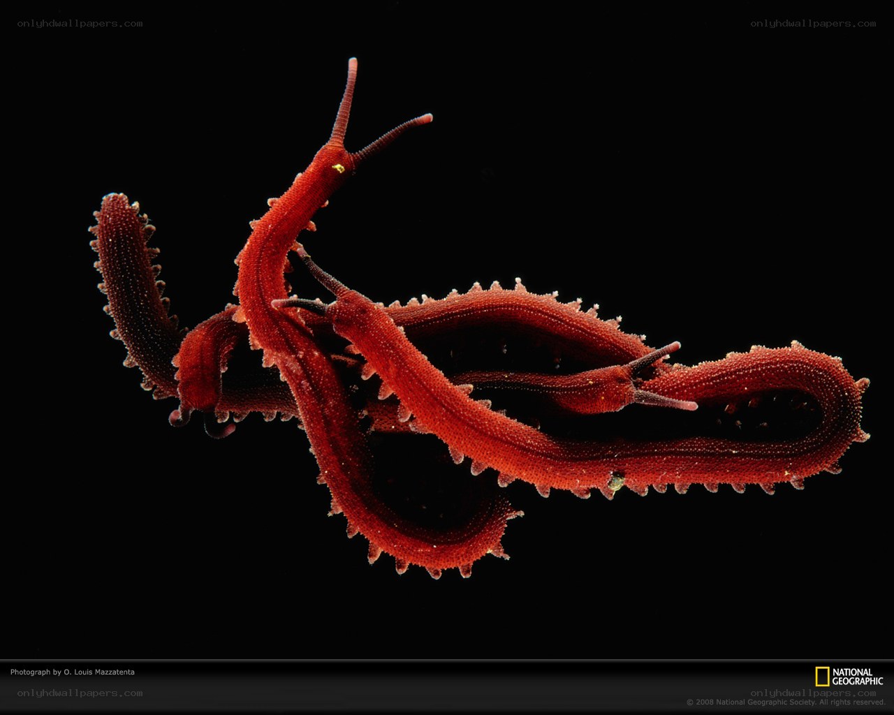 Red sea slugs in mating