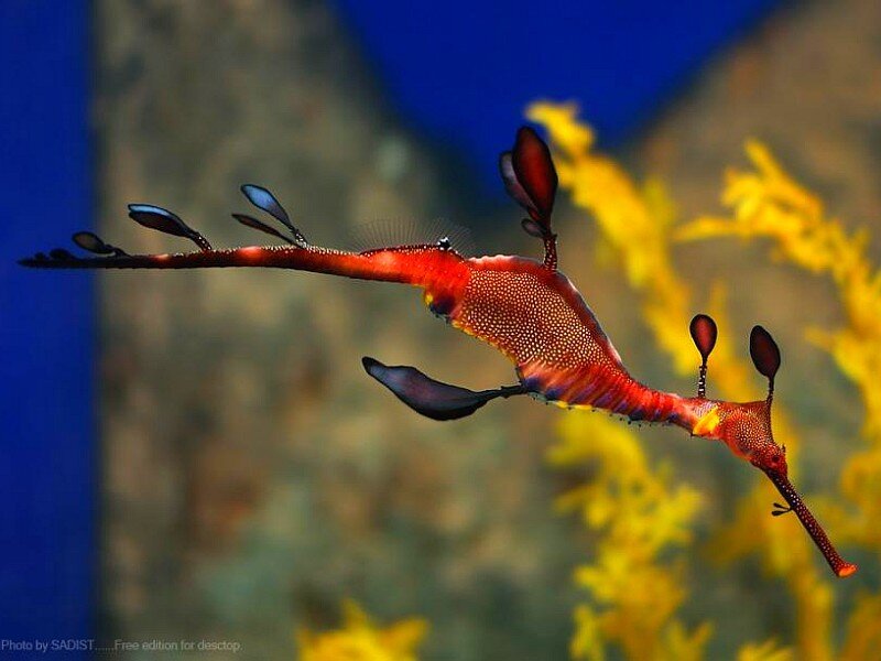 Red seahorse in coral reef