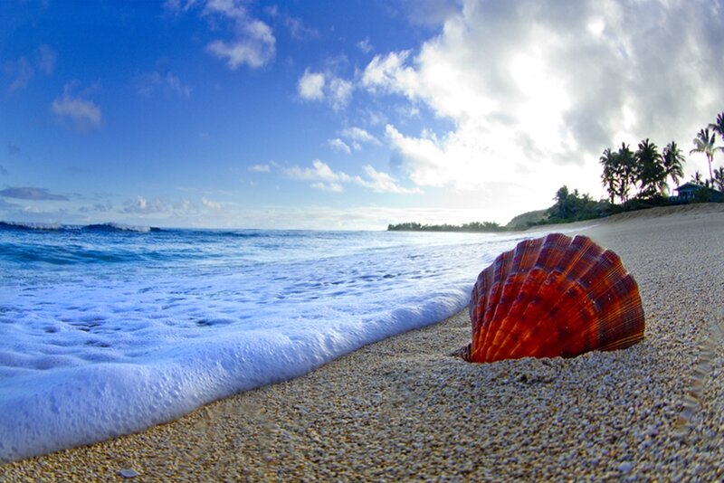 Red Seashell on Beach