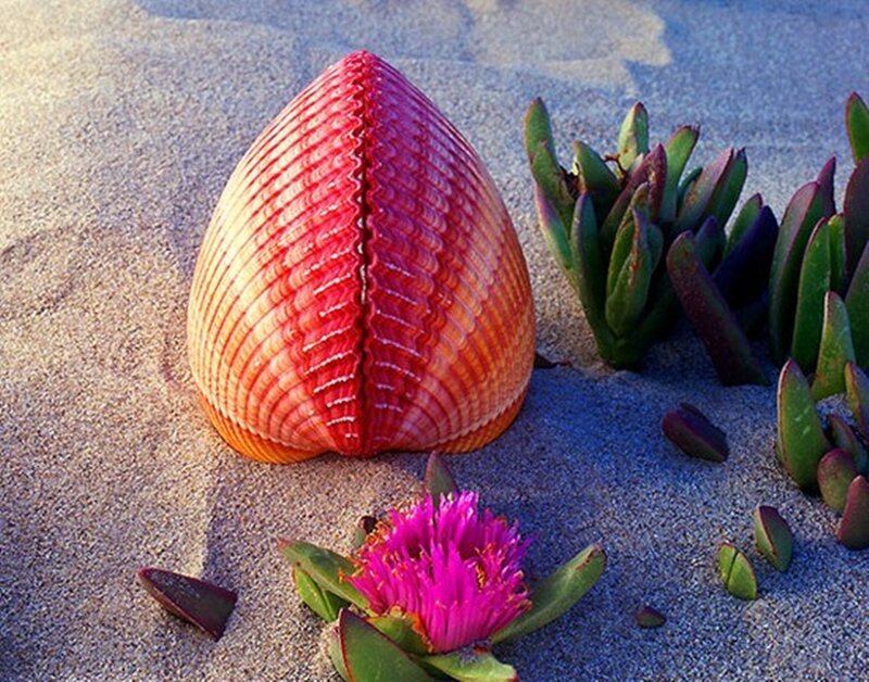 Red Seashell on Sand