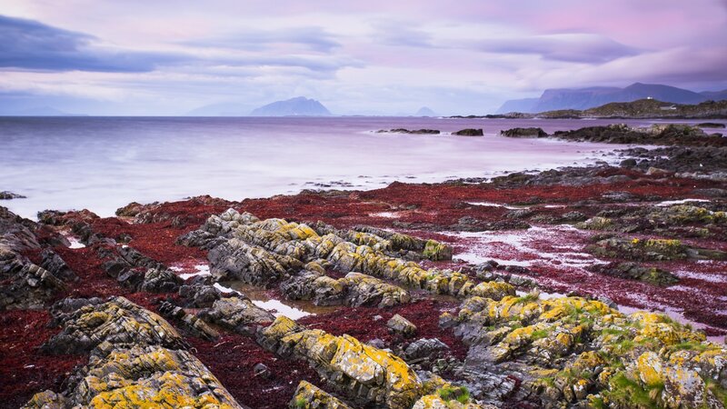 Red Seaweed on Rocks