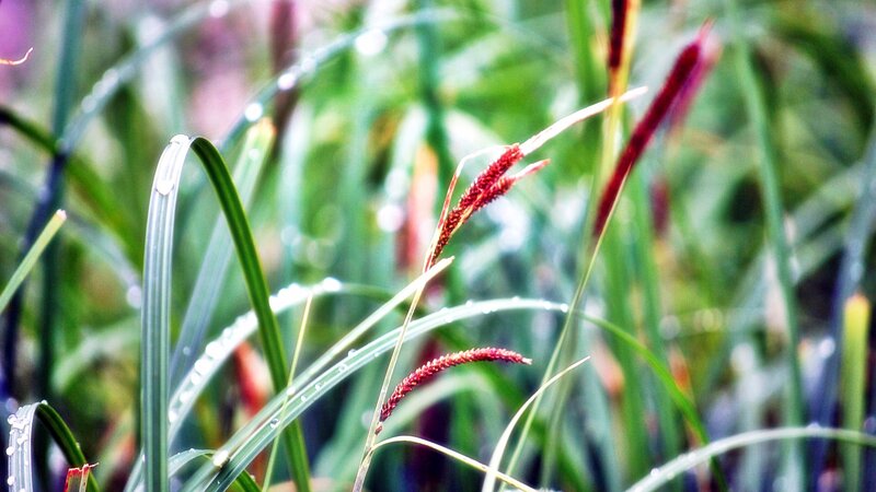 Red Seed Heads on Grass
