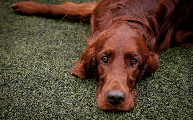 Red Setter Dog — Brown, Calm, Photograph, Grass