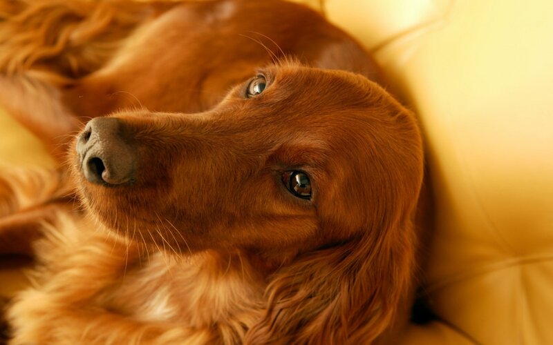 Red Setter Dog — Brown, Calm, Photograph