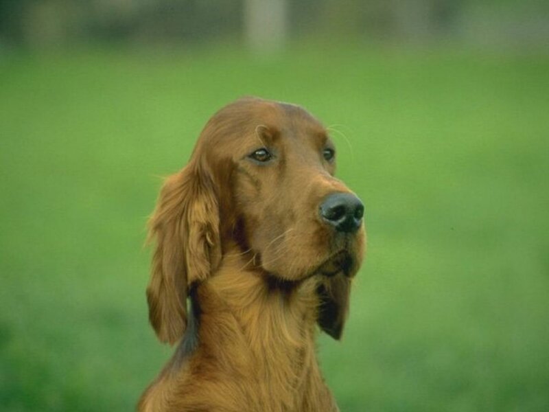 Red Setter Dog — Brown, Calm