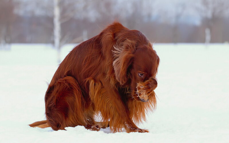 Red Setter Dog — Brown, Calm, Winter