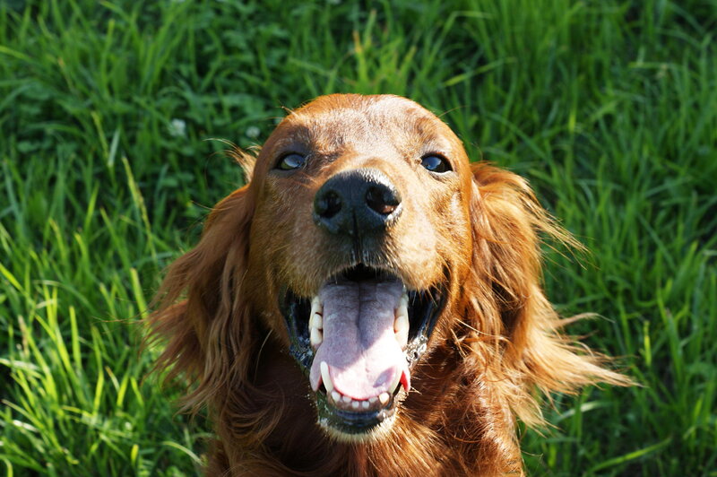 Red Setter Dog — Brown, Happy