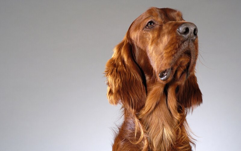 Red Setter Dog — Brown