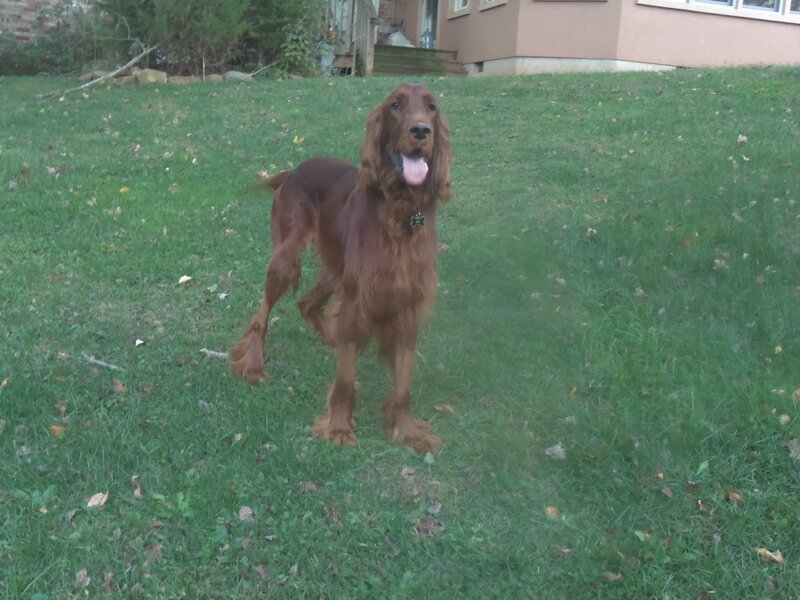 Red Setter Dog — Green