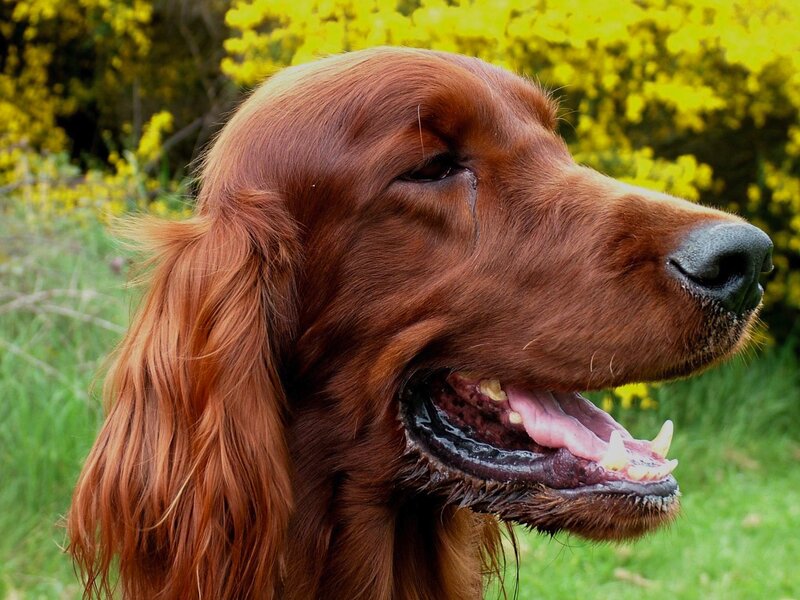 red setter dog outdoors