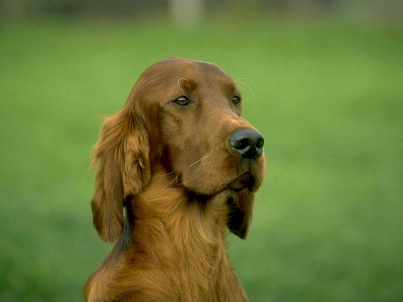 Red Setter Dog