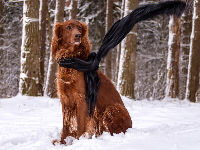 Red Setter in Snow