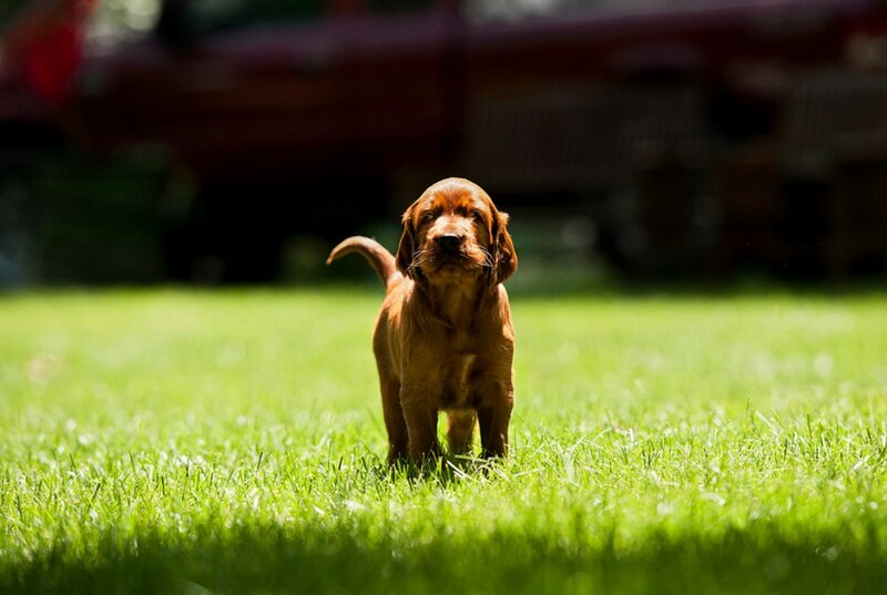 Red Setter Puppy