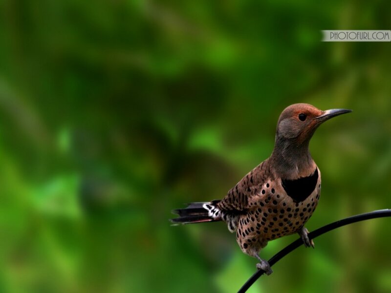 Red-shafted Flicker — Brown, Calm