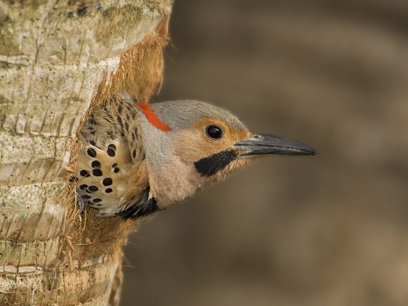 Red-shafted Flicker — Brown, Natural, Afternoon
