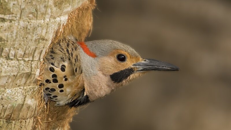 Red-shafted Flicker — Brown, Natural