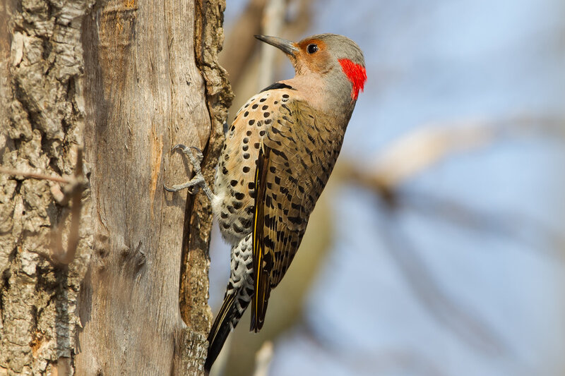 Red-shafted Flicker — Brown