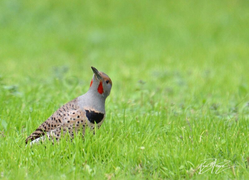 Red-shafted Flicker — Green