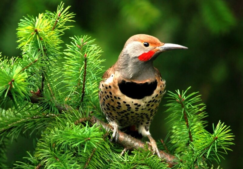 Red-shafted Flicker