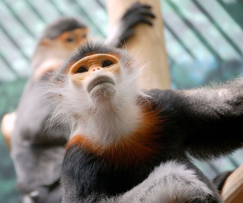 Red-shanked Douc Monkey