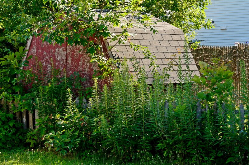 Red Shed in Garden