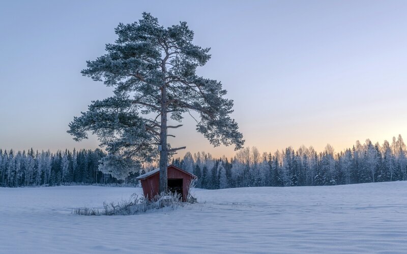 Red Shed under Pine Tree