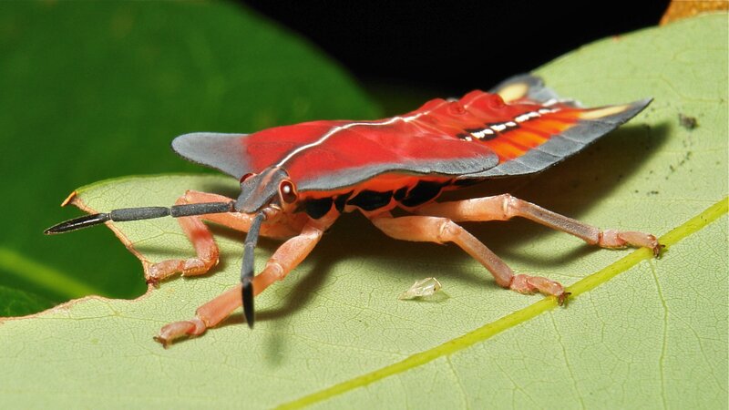 Red shield bug on a leaf